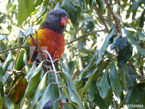 Rainbow%20Lorikeet%20in%20Australia.jpg