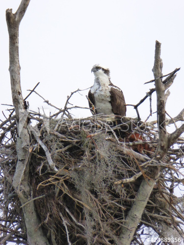 osprey.jpg